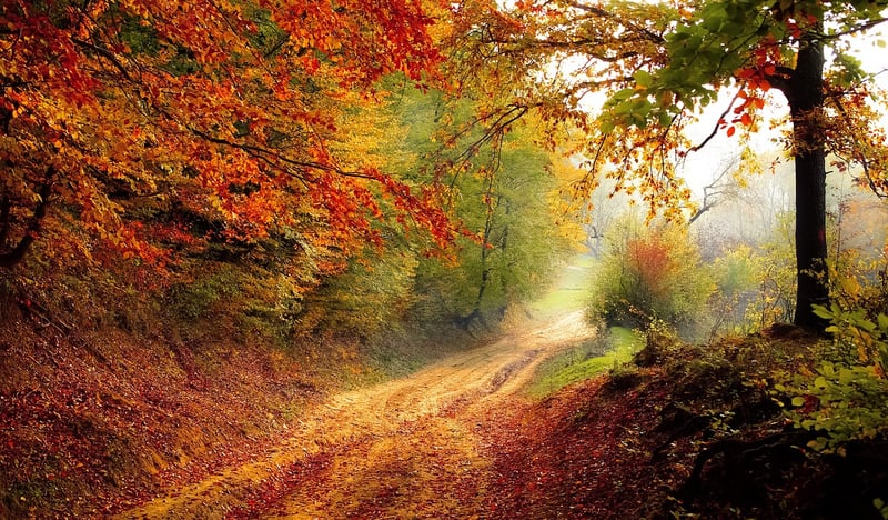 Nature Connection